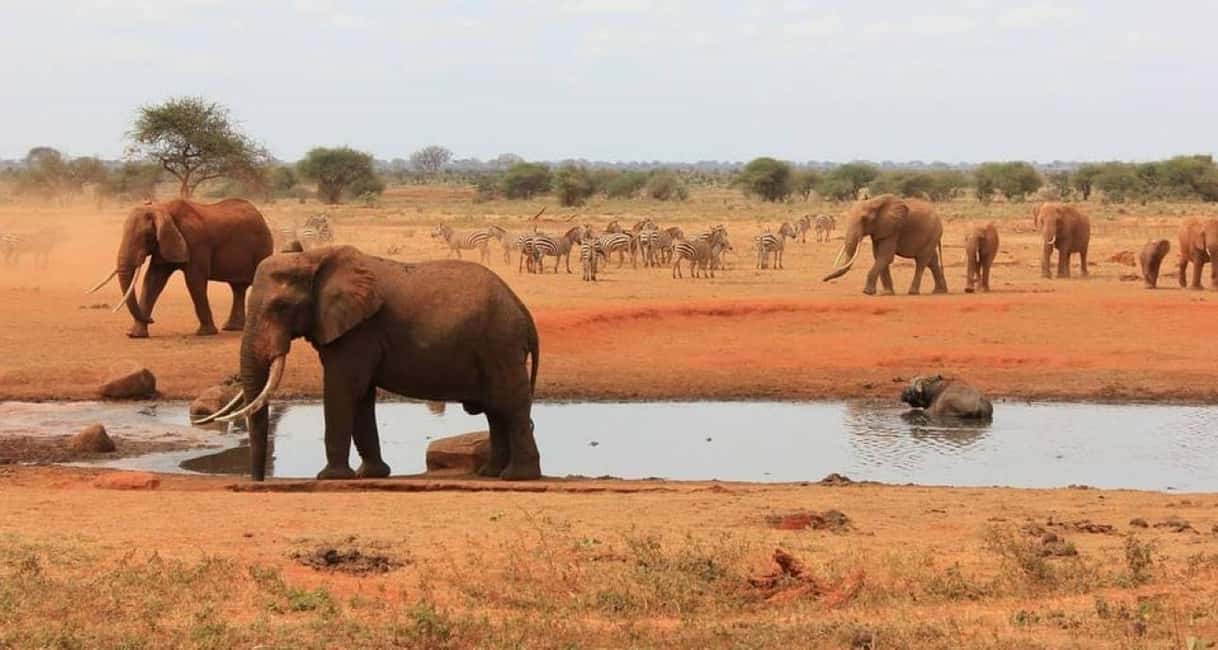 image n.91 of 2-Days Wildlife Safari to Tsavo East & Tsavo West Park activity in Coast Province, uploaded by supplier