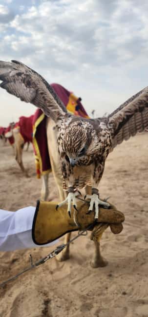 image n.36 of Desert Safari, QuadBike,Dune buggy, Sandboarding & CamelRide activity in Qatar, uploaded by supplier