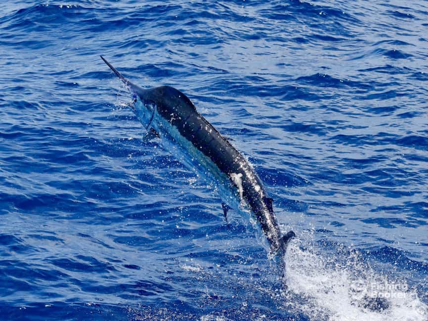 imagem n.5 de Santa Maria: Viagem de pesca ao corrico atividade em Santa Maria, Cabo Verde, carregada pelo fornecedor