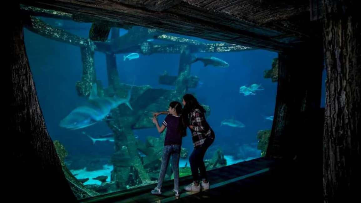 image n.4 of Las Vegas: Shark Reef Aquarium & VR Experience Entry Ticket activity in Las Vegas, uploaded by supplier