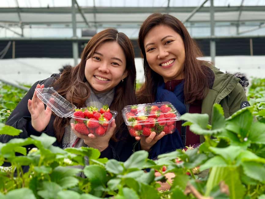 image n.13 of West Jeju Cherry Blossom Strawberry Picking Small Group Tour activity in Jeju, uploaded by supplier