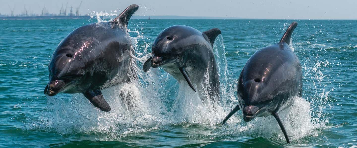 image n.2 of Setúbal: Dolphin Watching Boat Tour activity in Lisbon District, uploaded by supplier