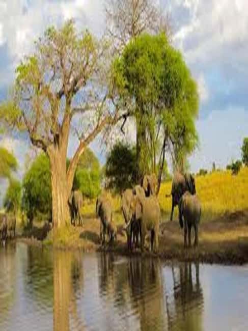 Image N°7 de Voyage d'une journée en Tanzanie - Safari de grande envergure - Aventures de faune et de flore activité à Région d'Arusha, publiée par le prestataire