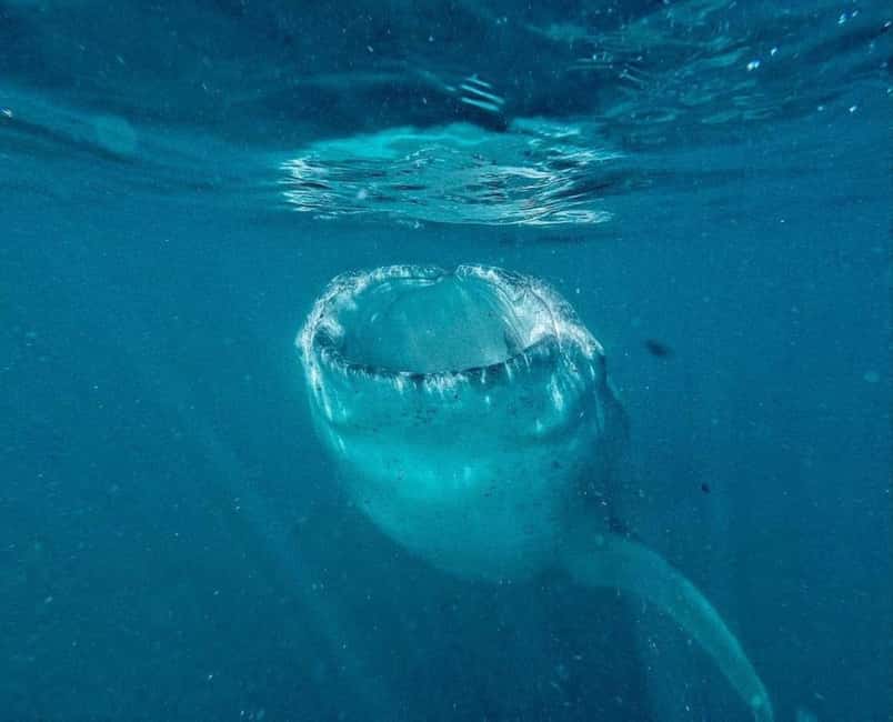 image n.13 of From La Paz: Swim with Sea Lions & Espíritu Santo Boat Tour activity in Baja California Sur, uploaded by supplier
