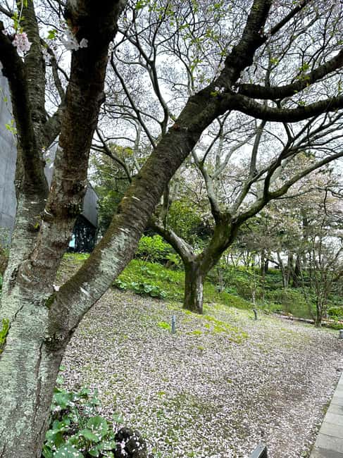 image n.17 of West Jeju Cherry Blossom Strawberry Picking Small Group Tour activity in Jeju, uploaded by supplier