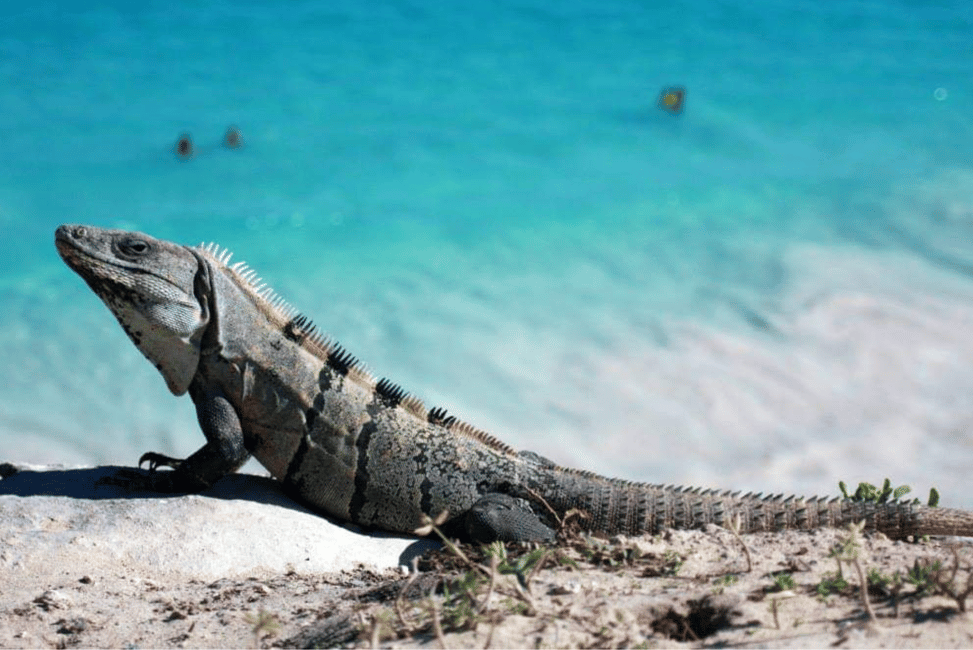 Image N°4 de Tulum : Visite guidée de la zone archéologique à pied activité à Tulum, publiée par le prestataire
