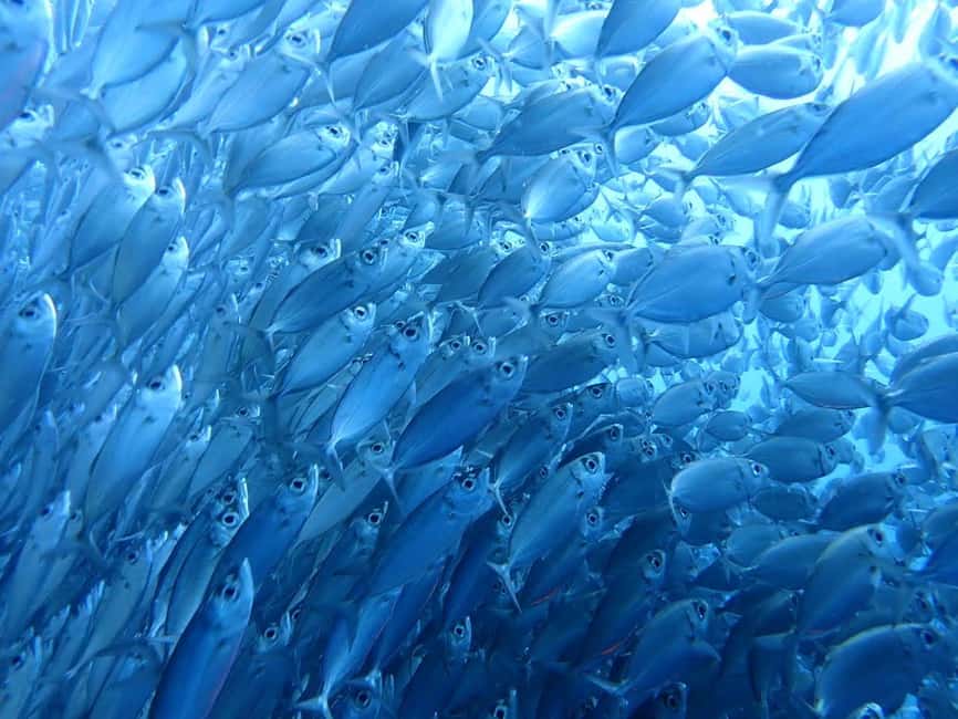 imagem n.4 de Cebu: tubarões-baleia de Oslob, corrida de sardinhas de Moalboal e tartarugas atividade em Cidade de Cebu, carregada pelo fornecedor