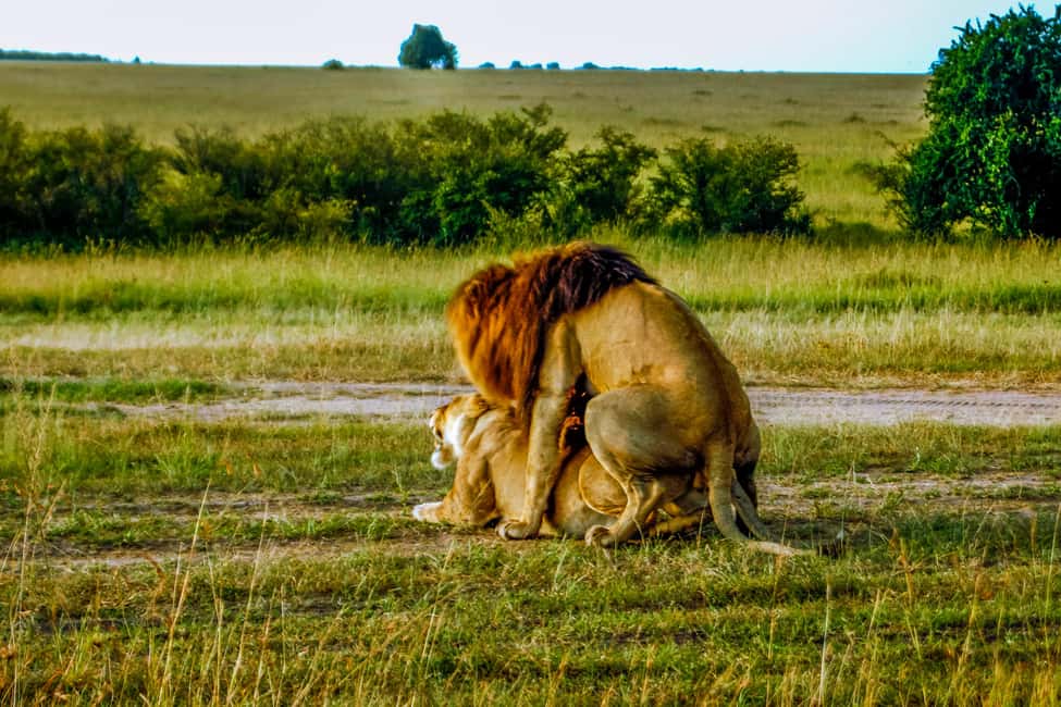 image n.25 of Kampala: 2-Day Murchison Falls National Park Safari activity in Pader District, uploaded by supplier