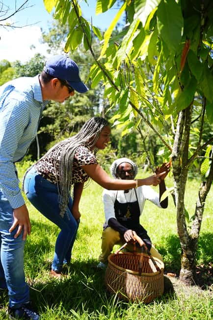 imagem n.9 de Croydon in the Mountains - Visita a uma quinta ecológica com almoço atividade em Montego Bay, carregada pelo fornecedor