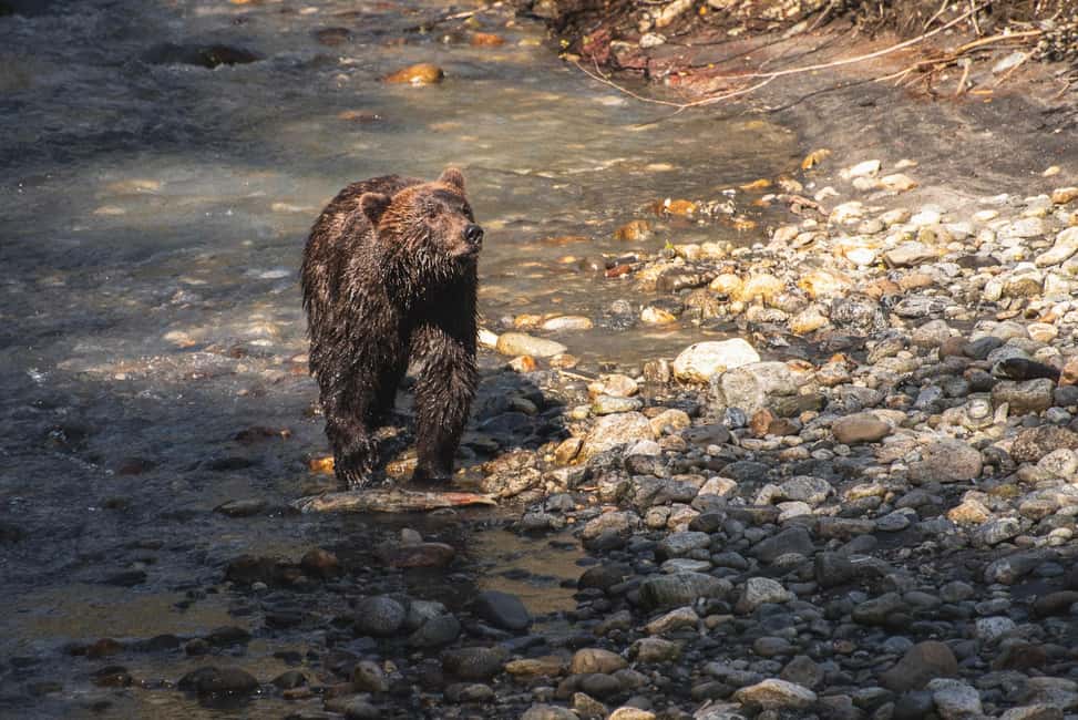 image n.2 of Vancouver Island: Full-Day Grizzly Bear Tour at Toba Inlet activity in British Columbia, uploaded by supplier