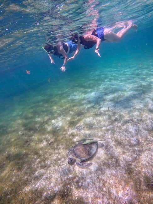 Obraz nr 10 z atrakcji Akumal: Snorkeling i zdjęcia z żółwiami w Akumal, przesłany przez organizatora