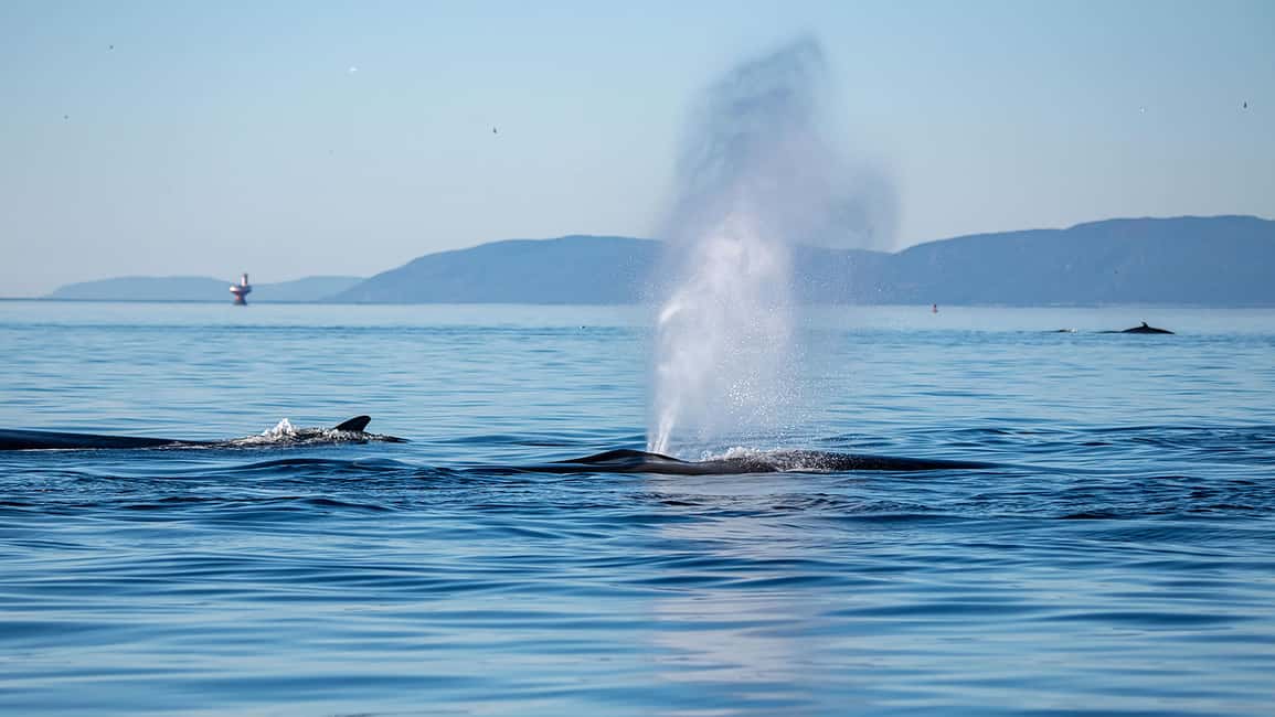 Obraz nr 4 z atrakcji Tadoussac/Charlevoix: Wycieczka zodiakalna z obserwacją wielorybów w Tadoussac, przesłany przez organizatora