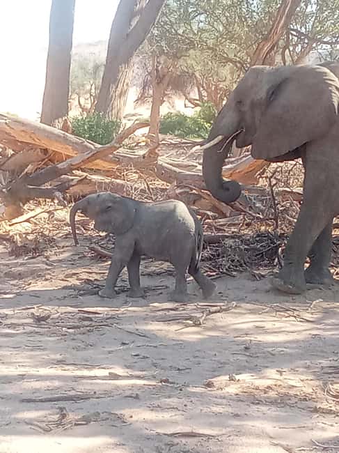 image n.19 of Elephant Adventure with Herson - a native of Damaraland activity in Kunene Region, uploaded by supplier