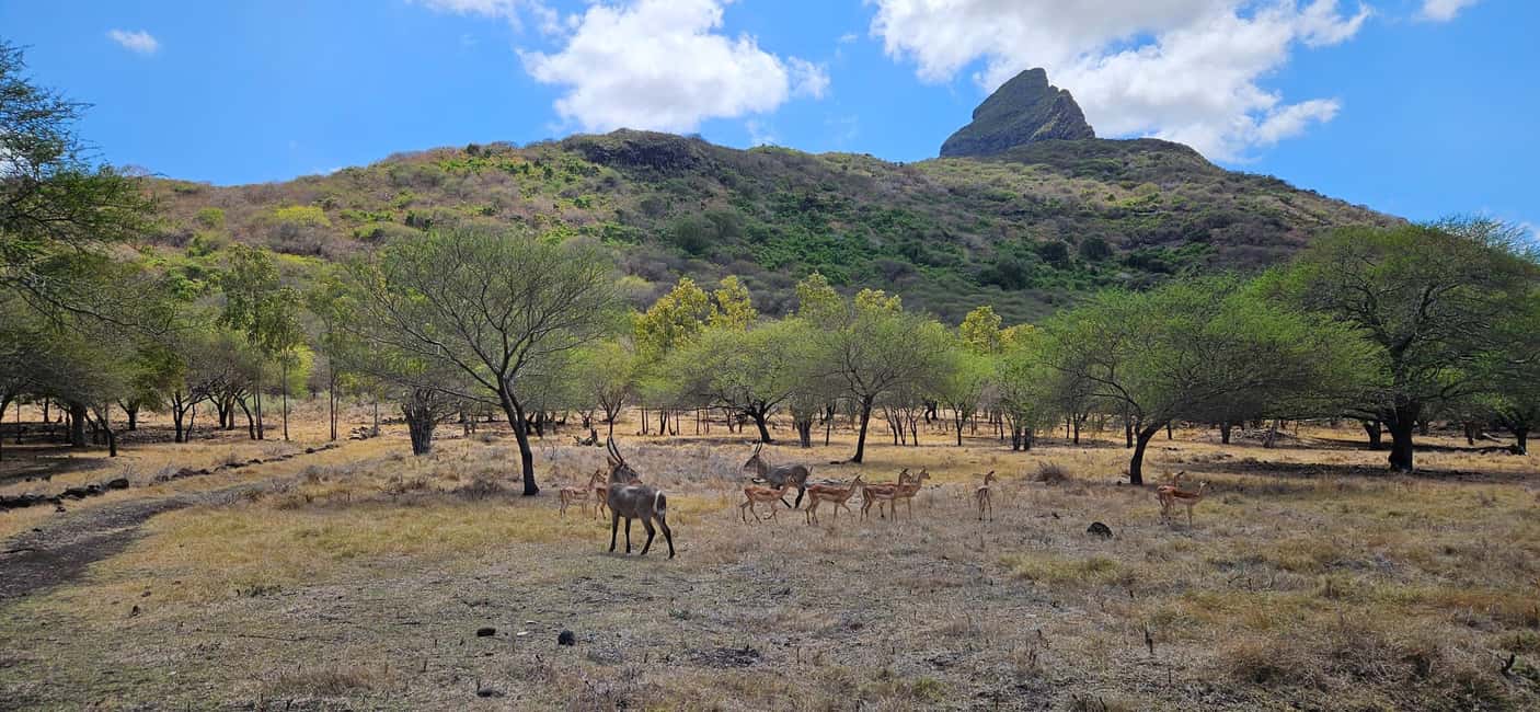 image n.13 of Mauritius: Sights of the South Private Tour with Rum Tasting activity in Chamarel, uploaded by supplier