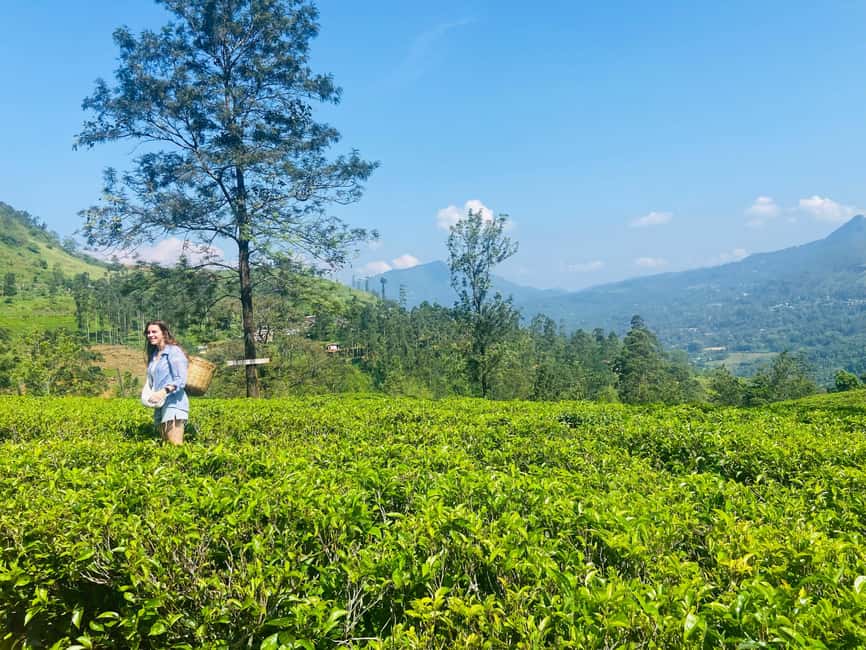 image n.29 of Nuwara Eliya Full day: 5Waterfalls, 2Tea Test & pick by TUK activity in Nuwara Eliya, uploaded by supplier