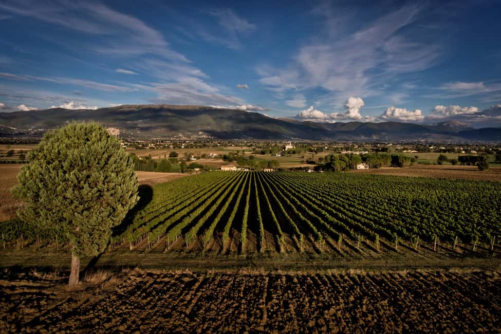 Immagine nº 29 di Montefalco: Tour della cantina e del vigneto e degustazione privata attività a Montefalco, caricata dal fornitore