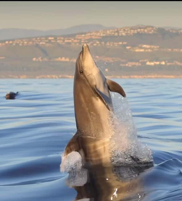 Bild Nr. 2 von Olbia: Bootstour mit Delfinbeobachtung und Schnorcheln Aktivität in Sardinien, hochgeladen vom Anbieter