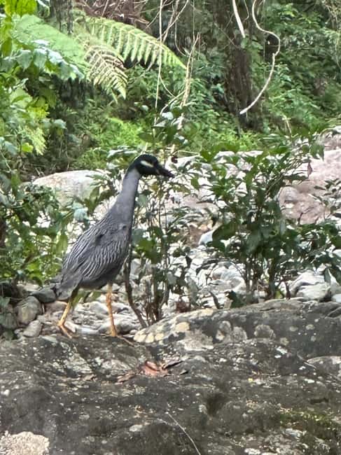 billede nr.22 af aktiviteten Fajardo: Guidet eventyr i El Yunque-skoven i Río Grande, Puerto Rico, uploadet af udbyder