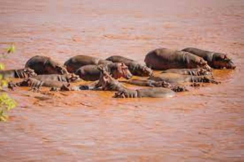 image n.17 of 2-Days Wildlife Safari to Tsavo East & Tsavo West Park activity in Coast Province, uploaded by supplier