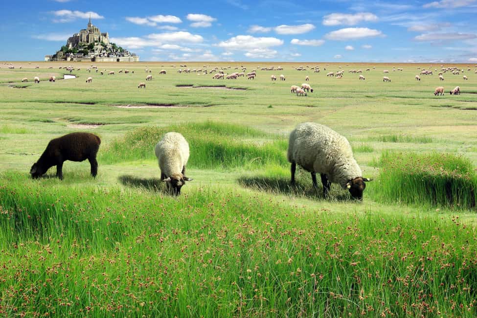 image n.13 of From Paris: Full-Day Mont Saint-Michel Guided Tour activity in Normandy, uploaded by supplier