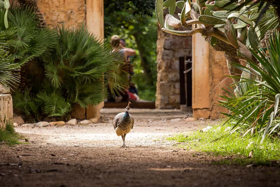 image n.9 of Dubrovnik: Game of Thrones&Lokrum Island Walking Tour activity in Dubrovnik, uploaded by supplier