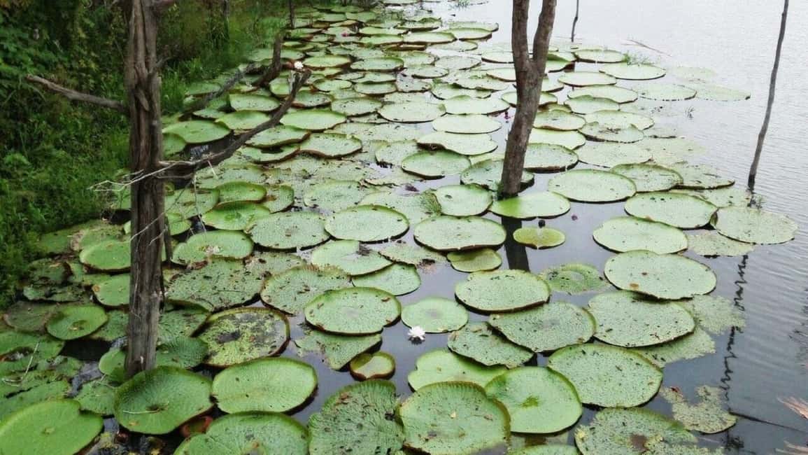 imagen n.º 3 de Safari Amazonas® Manaus: Excursión de un día por el río Amazonas actividad en Manaos, subida por el proveedor