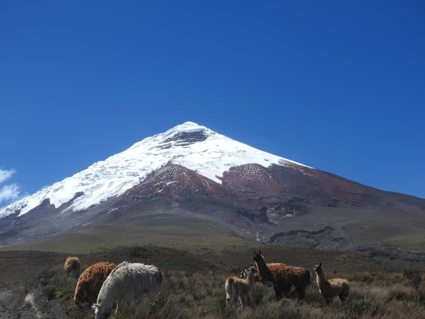 Immagine nº 7 di Vulcano Cotopaxi: escursione a cavallo di un'intera giornata per principianti attività a Cantone di Latacunga, caricata dal fornitore
