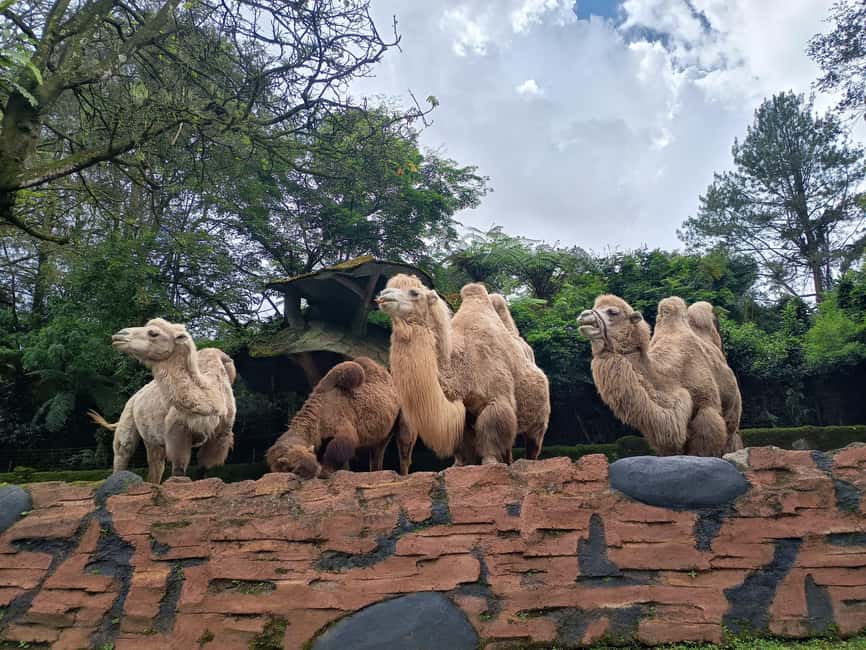 image n.20 of Jakarta : Taman Safari, Panda Palace, and Waterfall activity in Bogor, uploaded by supplier