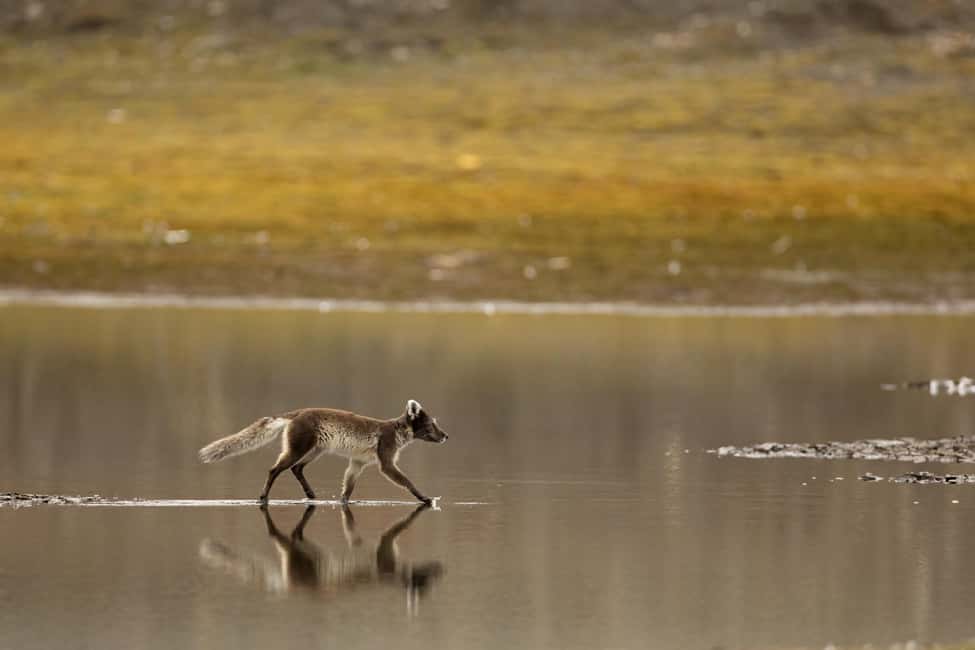 image n.1 of Longyearbyen: Wildlife Safari & Hiking Photography Tour activity in Longyearbyen, uploaded by supplier