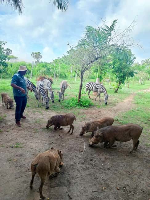image n.4 of giraffe feeding activity in Diani, uploaded by supplier