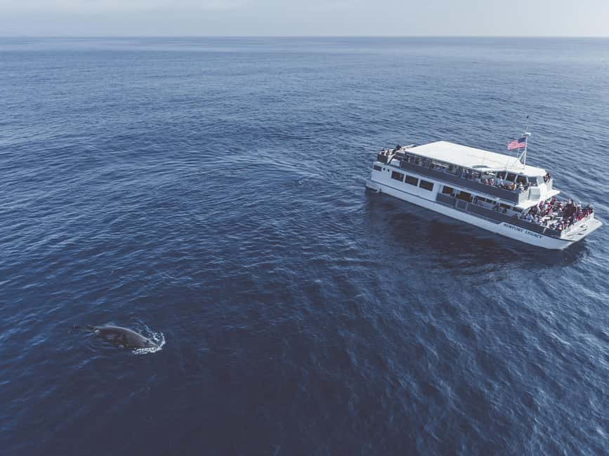 imagen n.º 9 de Newport Beach: crucero en catamarán de avistamiento de ballenas de lujo actividad en Laguna Beach, subida por el proveedor
