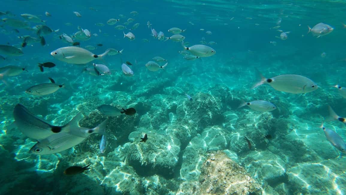 image n.8 of Alghero: Boat Tour with Snorkeling in Porto Conte activity in Alghero, uploaded by supplier