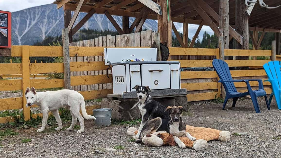 Image N°10 de Skagway : Visite en bus de la route du Klondike et du Yukon avec Husky Kennel activité à Skagway, publiée par le prestataire