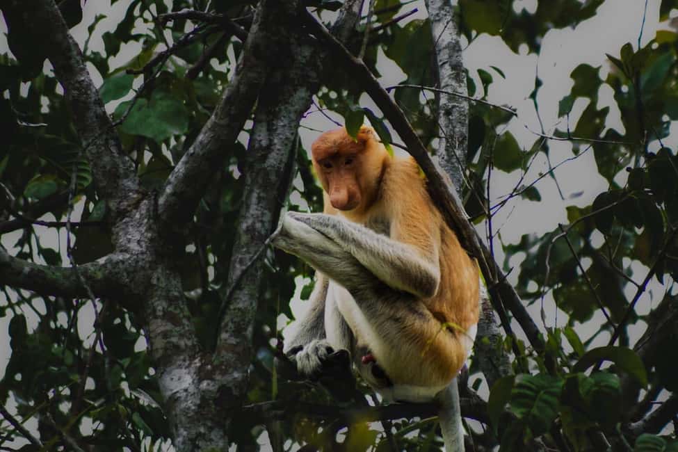 billede nr.4 af aktiviteten Sabah: Mangrove Fireflies og Sky Mirror Dream Beach Tour i Kota Kinabalu, uploadet af udbyder