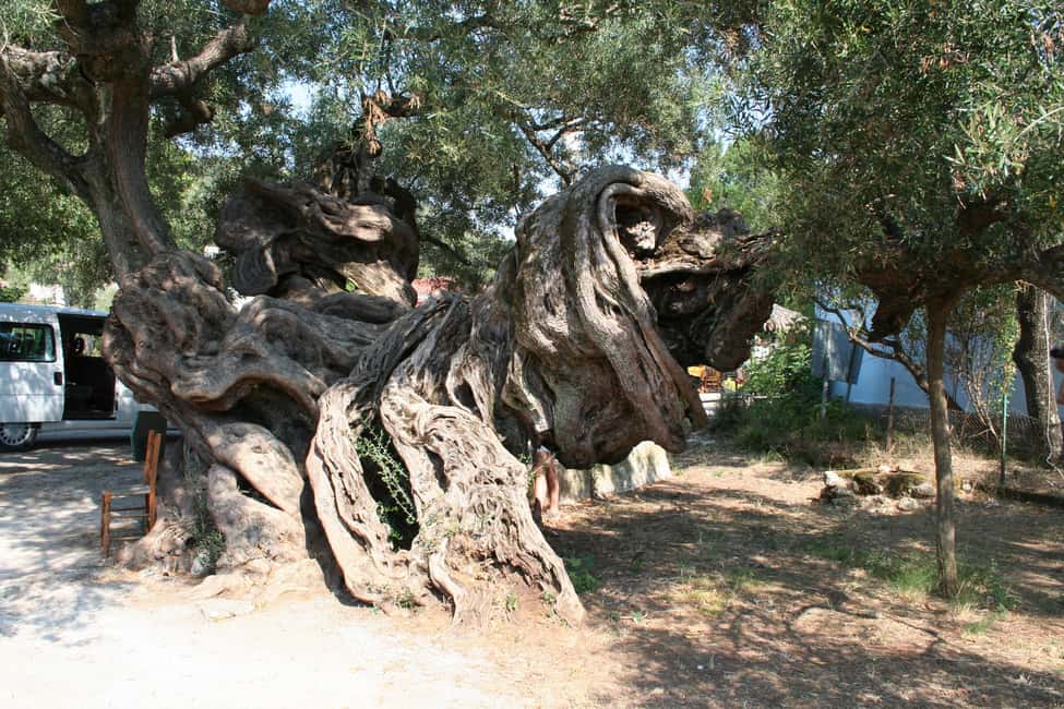 image n.9 of Zakynthos: Shipwreck Beach with Blue Caves Land & Sea Tour activity in Western Greece, uploaded by supplier