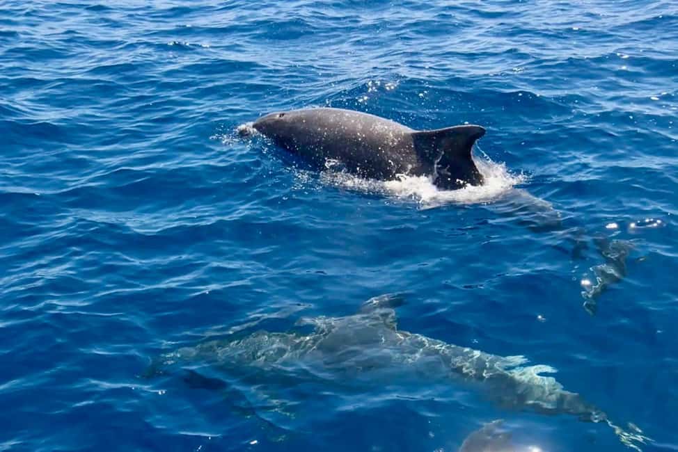 image n.33 of From Palau: Maddalena Archipelago Sailing Tour and Lunch activity in Sardinia, uploaded by supplier