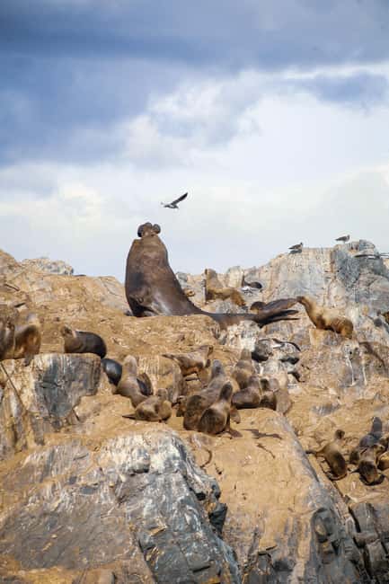 image n.5 of From Ushuaia: Beagle Channel Catamaran Cruise activity in Ushuaia, uploaded by supplier