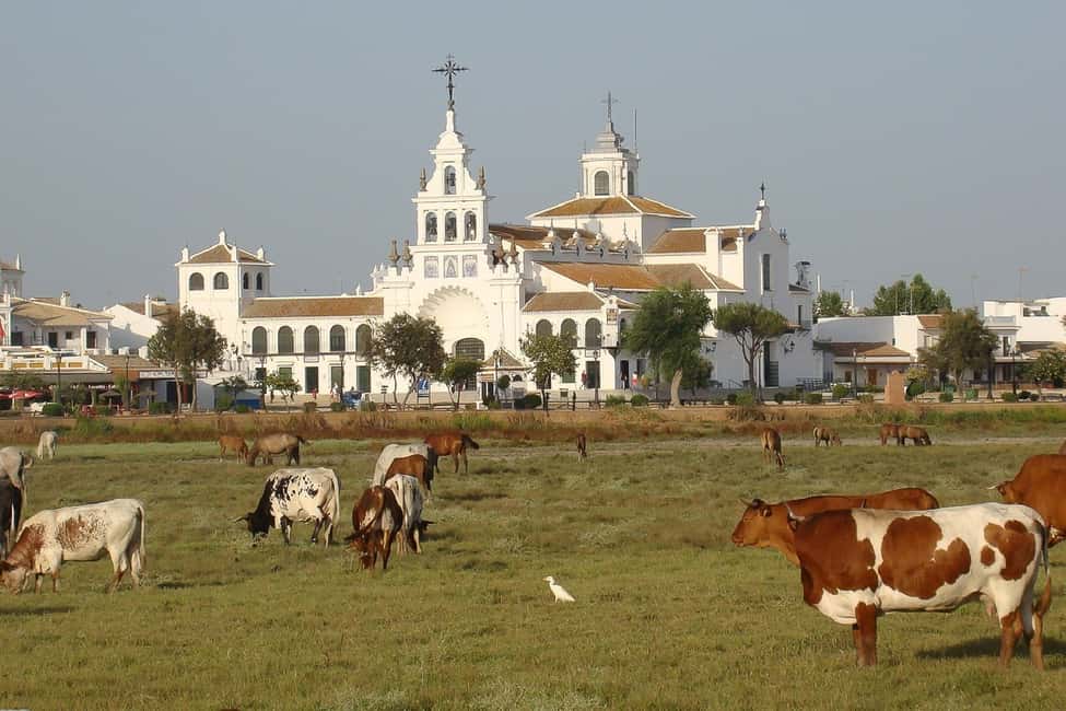 Image N°3 de Depuis Séville : Excursion d'une journée dans le parc national de Doñana activité à Andalousie, publiée par le prestataire