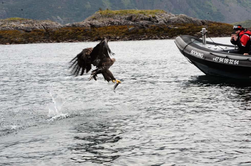 image n.8 of From Svolvær: RIB Boat Lofoten Trollfjord Sea Eagle Safari activity in Nordland County, uploaded by supplier