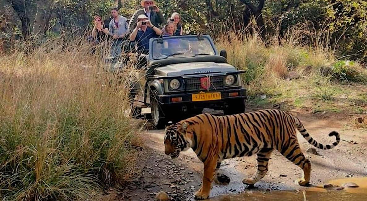 image n.2 of New Delhi: Jim Corbett National Park Safari (Tiger) Spotting activity in Rajasthan, uploaded by supplier