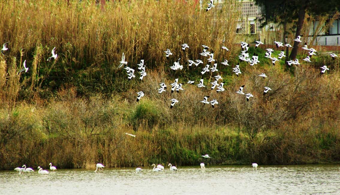 image n.4 of From Porto to Aveiro: Cruise, Aves, Salinas, Costa Nova, and Vista Alegre activity in Aveiro, uploaded by supplier