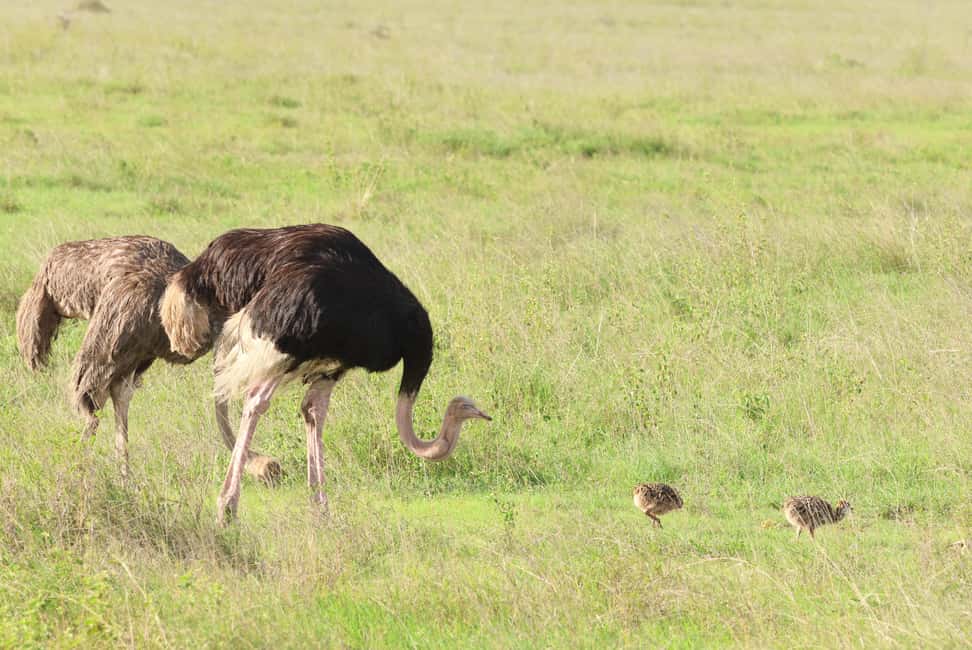 image n.5 of Nairobi: National Park Private Tour in 4X4 Jeep activity in Nairobi, uploaded by supplier