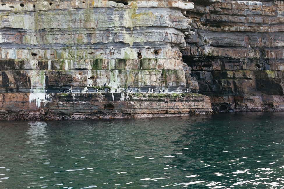 image n.8 of From Port Arthur: Tasman Island Wilderness Cruise activity in Port Arthur, uploaded by supplier