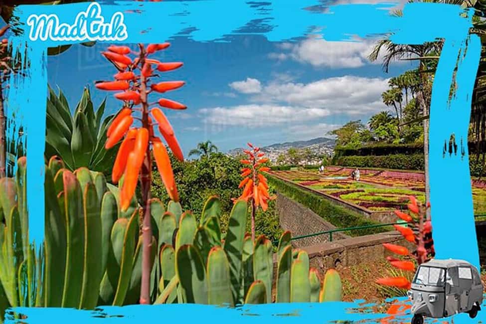 image n.6 of Madeira: Botanical Gardens + Old Town Tuk-Tuk Tour by MadTuk activity in Funchal, uploaded by supplier