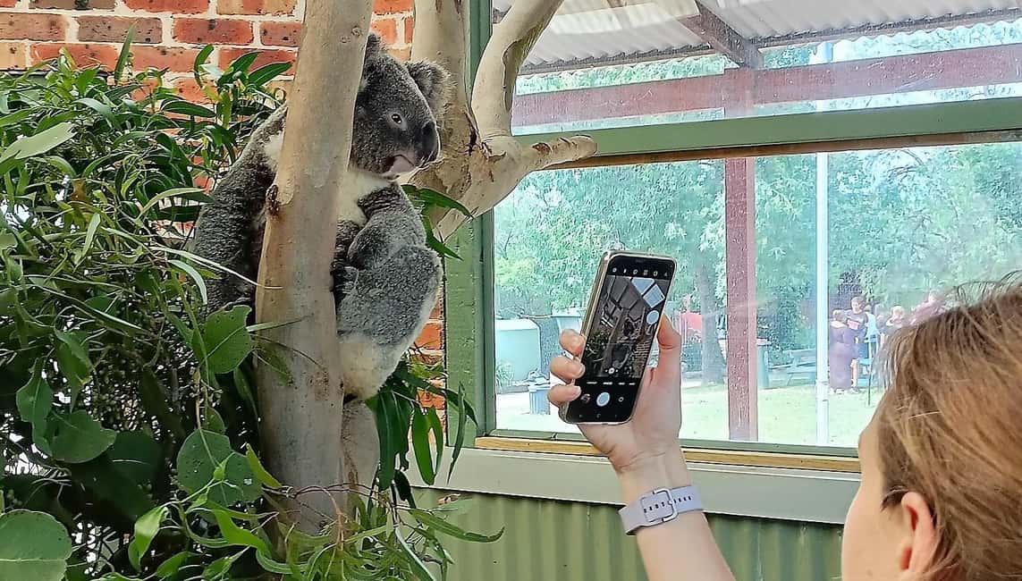 image n.5 of Sydney: Blue Mountains Waterfalls and Koalas Late Start Tour activity in Katoomba, uploaded by supplier