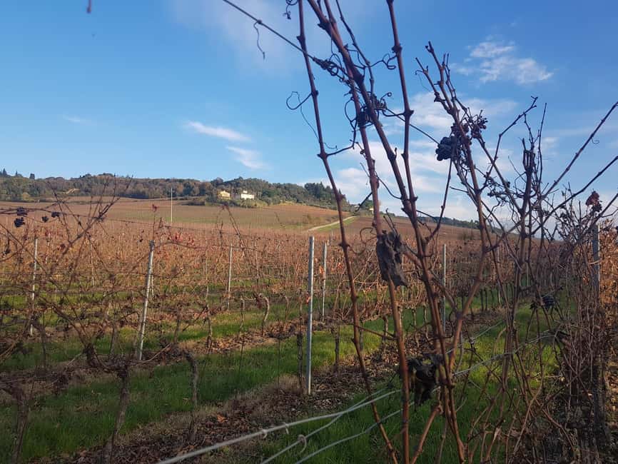 imagem n.6 de Toscana: Siena, San Gimignano e Chianti Wine Tour atividade em San Gimignano, carregada pelo fornecedor
