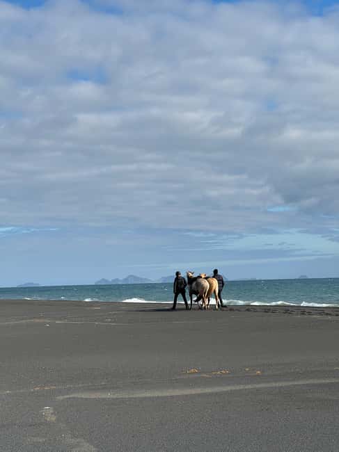 imagen n.º 1 de sur de Islandia: Excursión a caballo por la playa negra actividad en Hvolsvöllur, subida por el proveedor