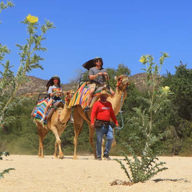 image n.12 of Agadir: Camel Ride With Tea & BBQ Dinner Option activity in Agadir, uploaded by supplier