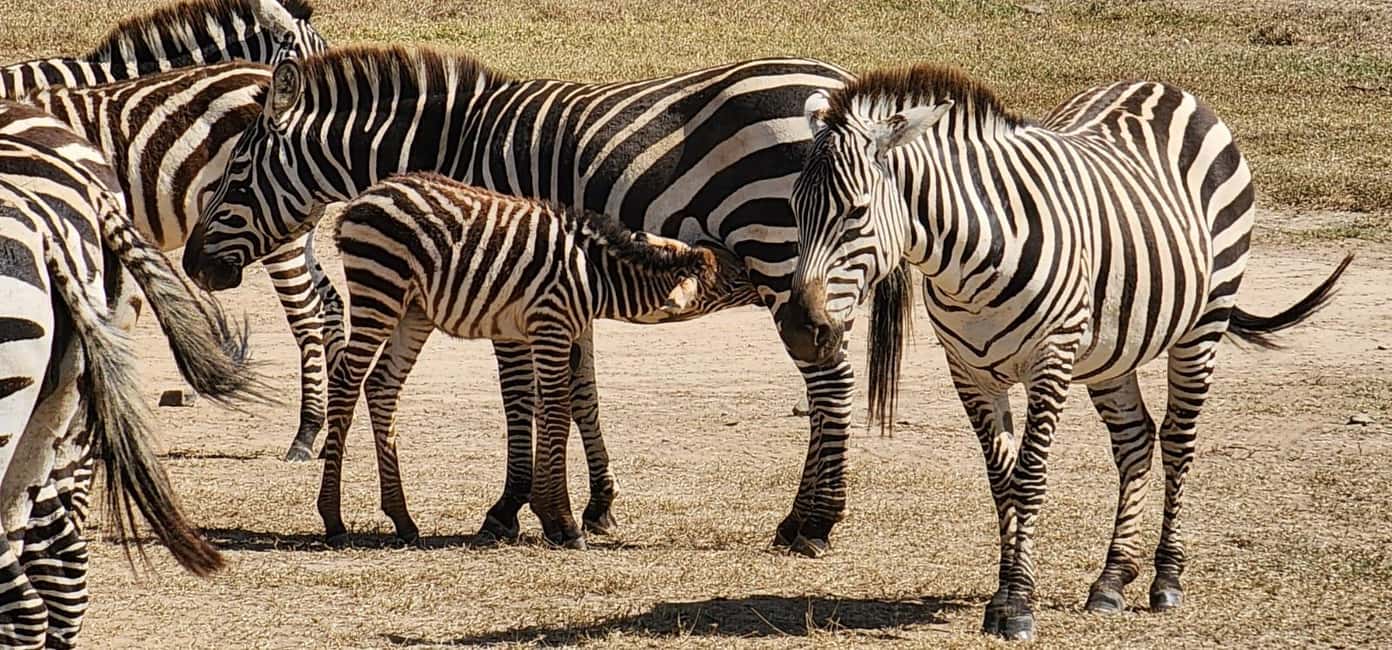 image n.7 of Nairobi National Park, Elephant Orphanage & Giraffe Centre activity in Nairobi, uploaded by supplier