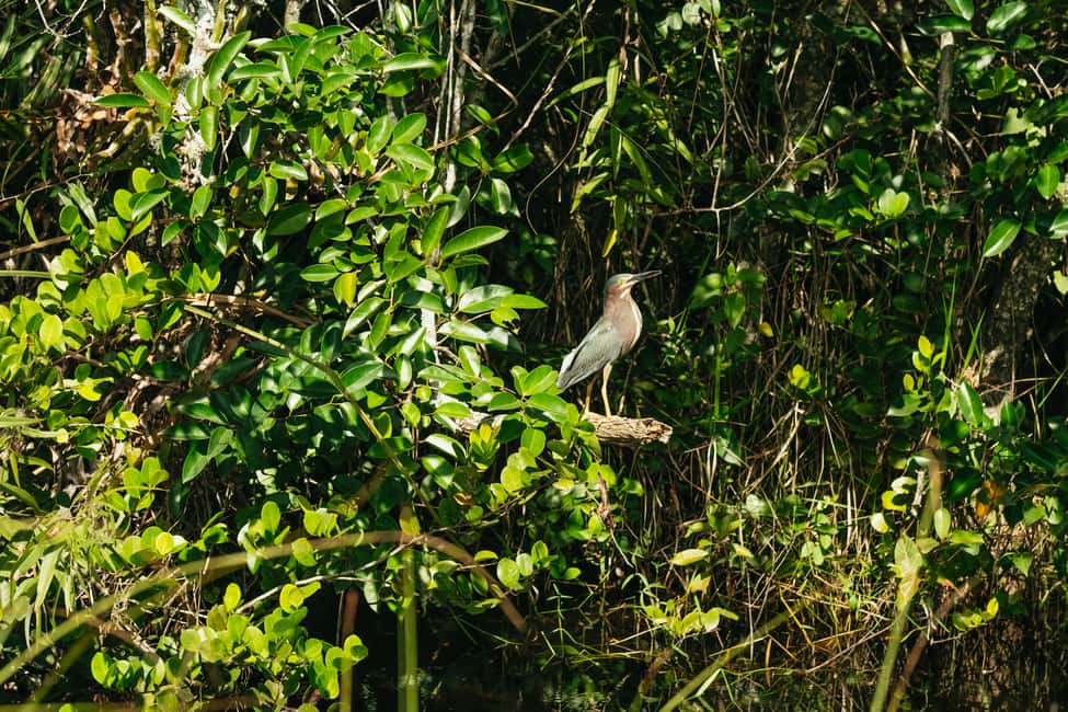 imagen n.º 10 de Desde Miami: Paseo en hidrodeslizador por los Everglades y caminata por la naturaleza actividad en Miami, subida por el proveedor